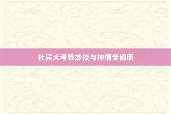 杜宾犬考验妙技与神情全阐明