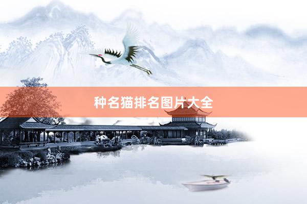 种名猫排名图片大全